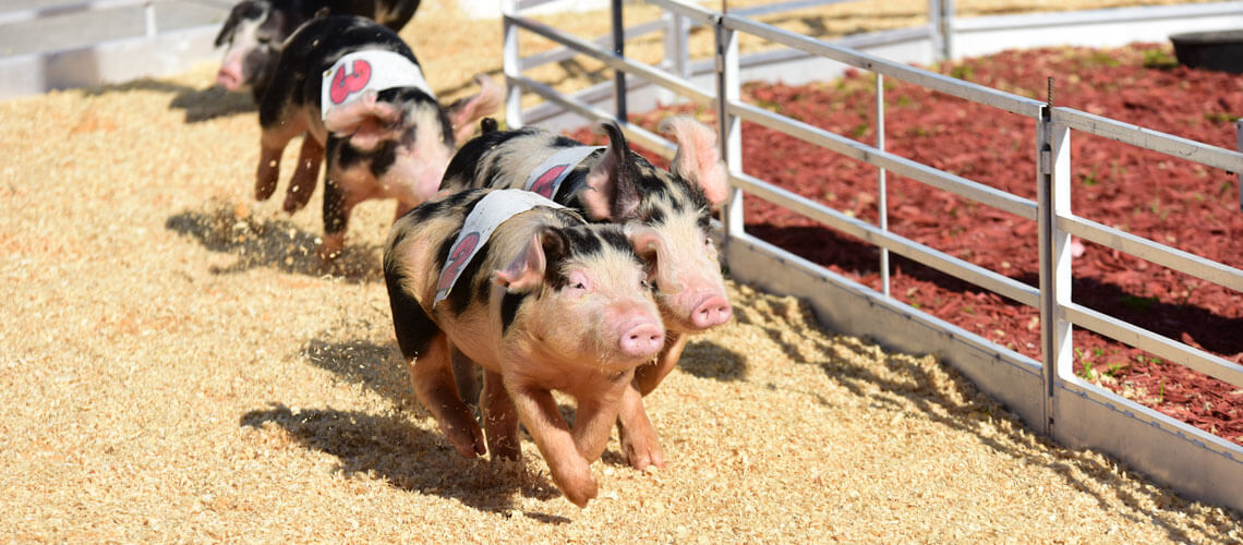 Miami Dade County Fair And Exposition Schedule Miami Dade County Fair And Exposition Schedule