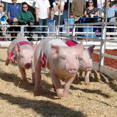 Image for Show-Me Safari Pig Races