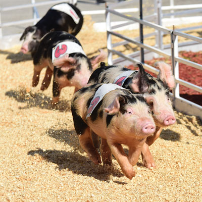 Image for Show-Me Safari Pig Races