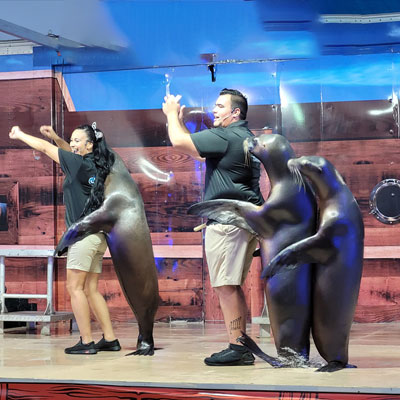 Image for Sea Lion Splash