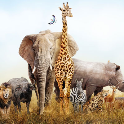 SAFARI ENCOUNTER BY IMMERSIVE PRODUCTIONS